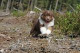 BERGER AUSTRALIEN PUPPIES 032